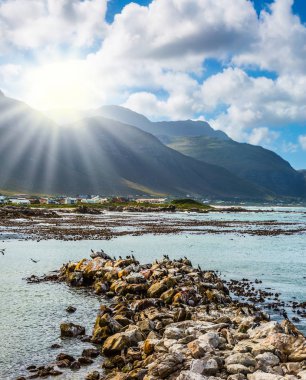 Kayalar penguen kolonisi Atlantik National Park, Güney Afrika.