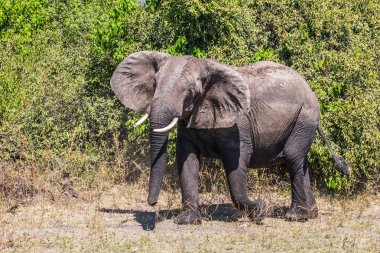 Okavango Delt, Botswana'da Chobe Ulusal Parkı yalnızlığı fil.