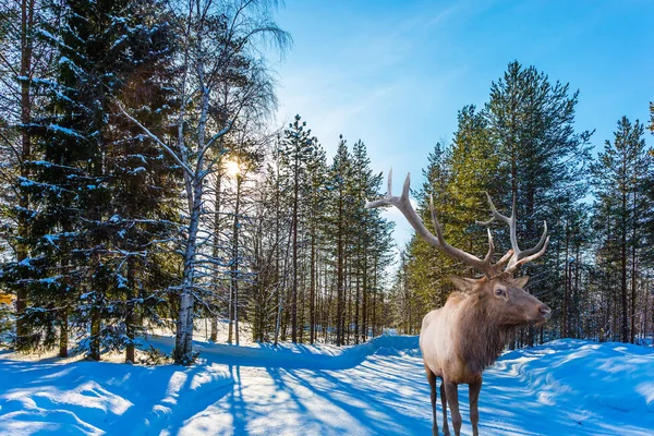 Prachtvoller Hirsch Steht Verschneiten Wald — Stockfoto
