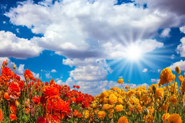 Чудові Квітучі Поля Садових Масляних — стокове фото