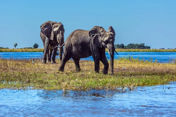 Afrikanische Elefantenherde Durchquert Flaches Delta Des Okavango Chobe Nationalpark Botswana — Stockfoto