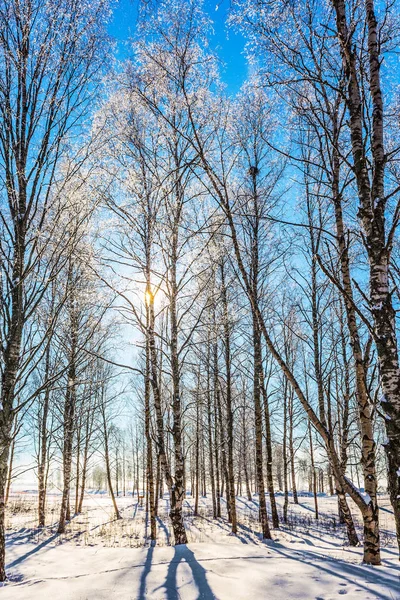 Lapland Parlak Kış Soğuk Günde — Stok fotoğraf