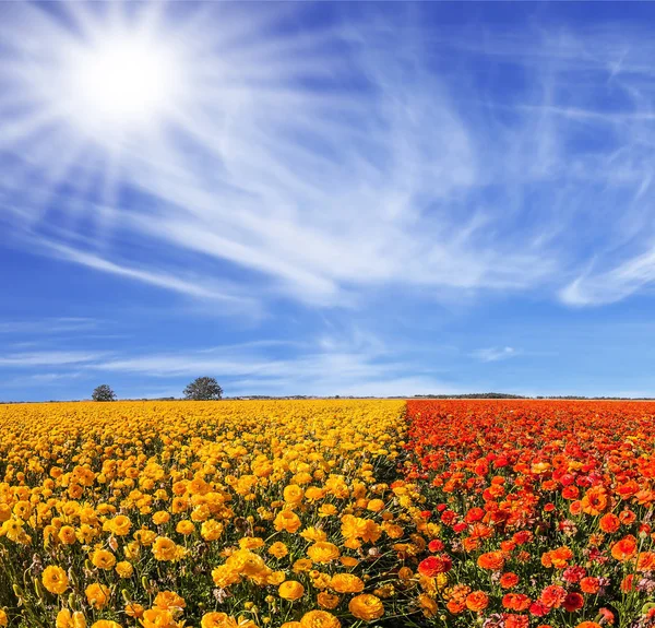 Helle Südsonne Beleuchtet Felder Von Rotem Und Gelbem Hahnenfuß — Stockfoto