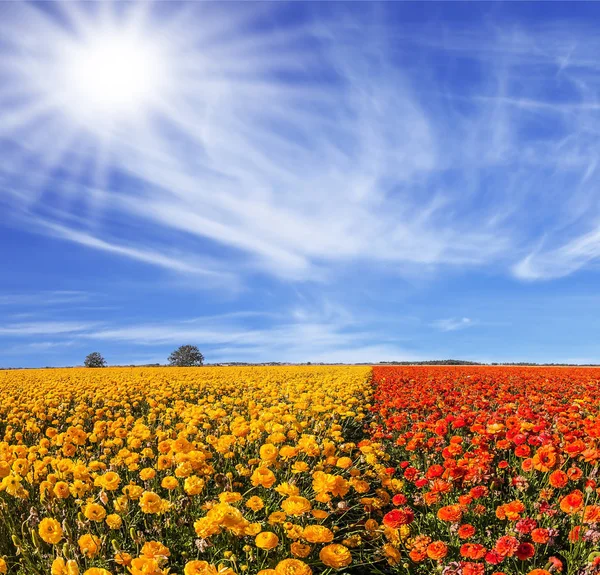 Bright Southern Sun Illuminating Fields Red Yellow Ranunculus — Stock Photo, Image