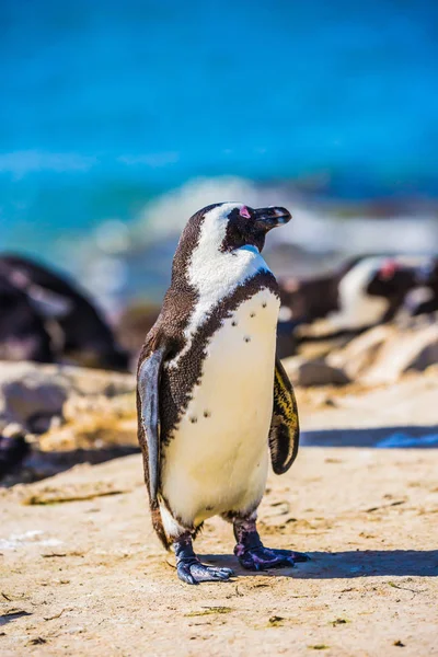 Kolonie Tučňáků Balvany Table Mountain National Park Jihoafrická Republika — Stock fotografie