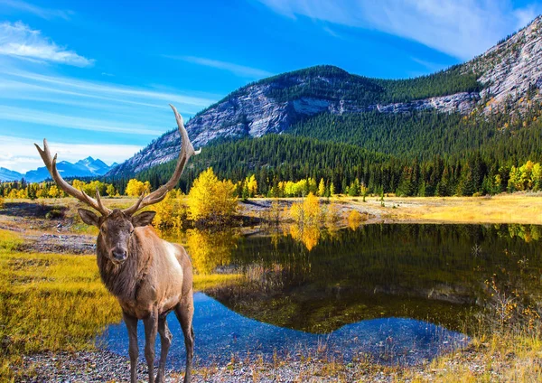 Ciervo Canadiense Con Cuernos Ramificados Orillas Del Lago Abraham Canadá —  Fotos de Stock