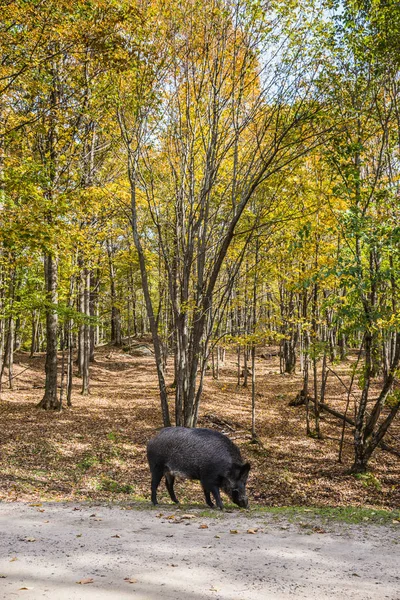 Cavar Jabalíes Suelo Bosque Verde Canadá —  Fotos de Stock