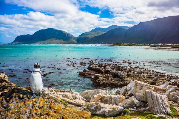 Kolonia Pingwinów Głazy Table Mountain National Park South Africa — Zdjęcie stockowe