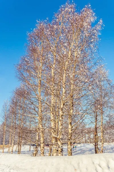 Birch Grove Lapland Saydam Soğuk Hava Ile Parlak Soğuk Kış — Stok fotoğraf