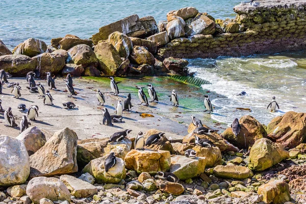 Kolonia Pingwinów Głazy Tabela Mountain National Park Afryka Południowa — Zdjęcie stockowe