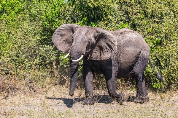 Okavango Delt, Botswana'da Chobe Ulusal Parkı yalnızlığı fil.