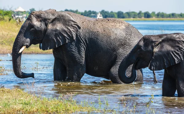 Herd African Elephants Crossing Shallow Delta Okavango Chobe National Park — Stock Photo, Image