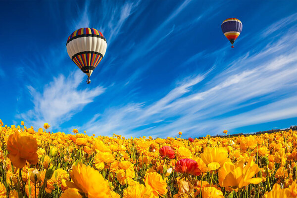 Two huge multicolored balloons flying slowly in clouds above blossoming fields of garden buttercups.