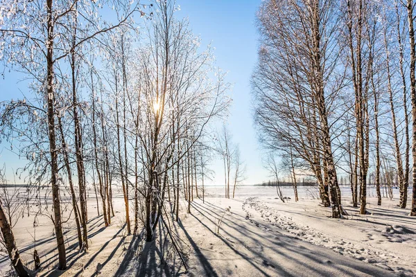 나무숲 라플란드의 서리가 — 스톡 사진