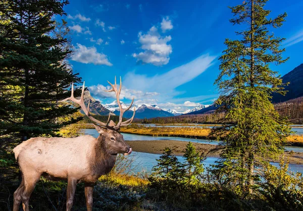 Ciervo Canadiense Con Cuernos Ramificados Orillas Del Lago Abraham Canadá — Foto de Stock