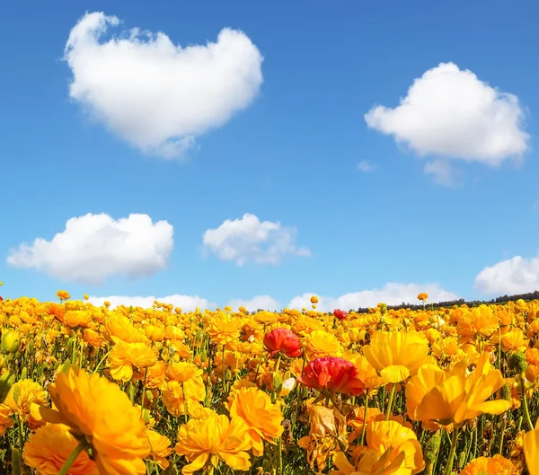庭のキンポウゲの壮大な開花フィールド — ストック写真