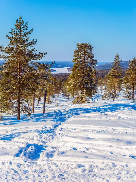 Nya Solig Vinterdag Snöig Skog — Stockfoto
