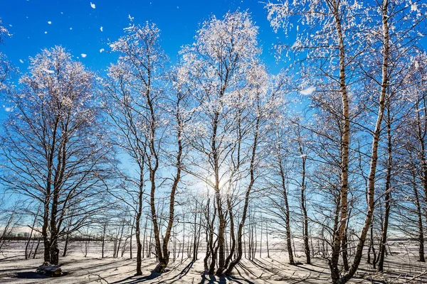 Parke Grove Lapland Saydam Soğuk Hava — Stok fotoğraf