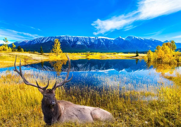 Чудовий Канадський Оленя Розгалуженими Рогами Відпочиваючи Березі Авраам Озера Канада — стокове фото