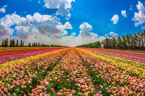 Kibboets Veld Naast Gazastrook Israël — Stockfoto