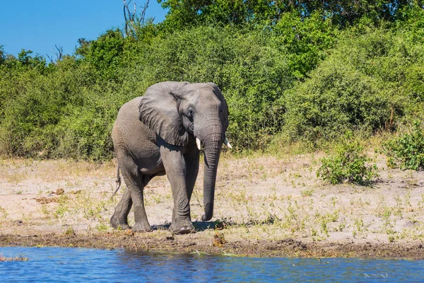 Éléphant Afrique Solitaire Sur Eau Dans Delta Okavango Parc National — Photo