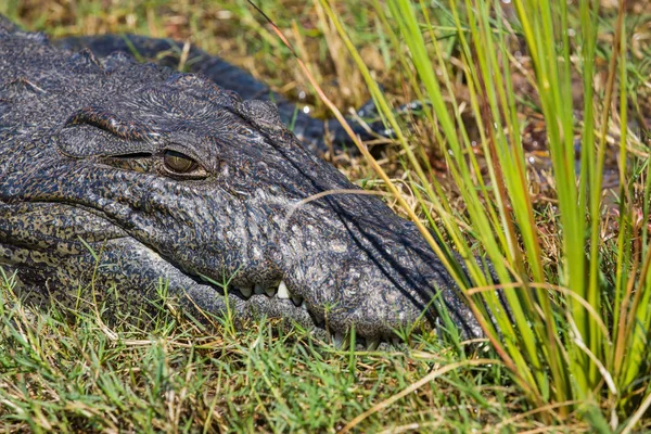 Krokodyl Trawie Park Narodowy Chobe Botswana — Zdjęcie stockowe