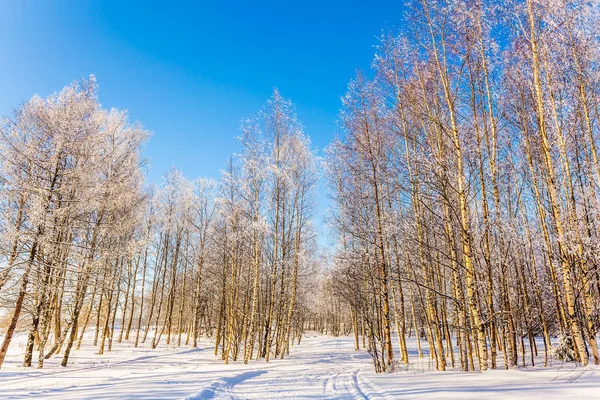 Parke Grove Lapland Saydam Soğuk Hava — Stok fotoğraf