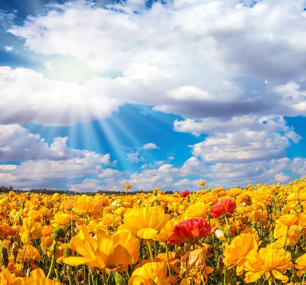 Sol Sulista Brilhante Iluminando Campos Ranúnculo Vermelho Amarelo — Fotografia de Stock