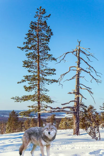 Dangerous Wolf Edge Winter Forest — Stock Photo, Image