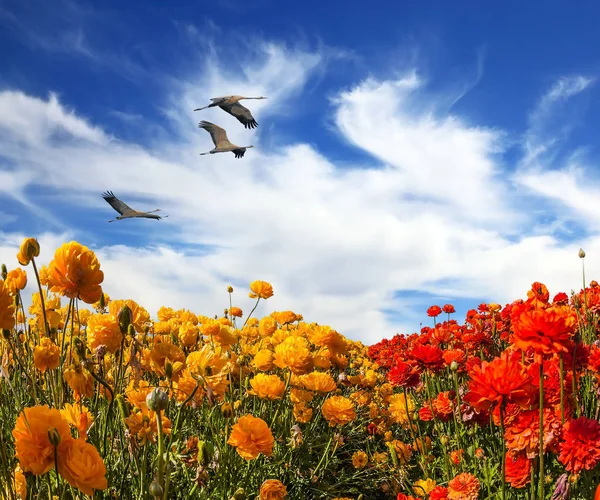 Trois Grands Oiseaux Volant Haut Dans Les Nuages Cirrus Dessus — Photo