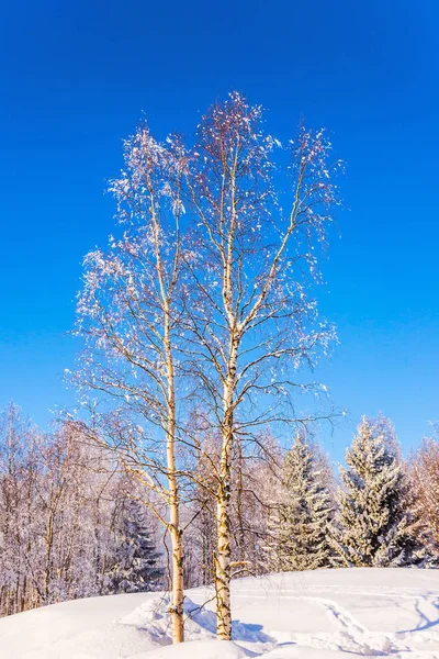 Birch Grove Lapland Saydam Soğuk Hava Ile Parlak Soğuk Kış — Stok fotoğraf