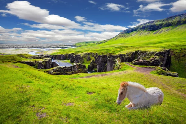 Mooi Paard Ijslandse Toendra Juli — Stockfoto