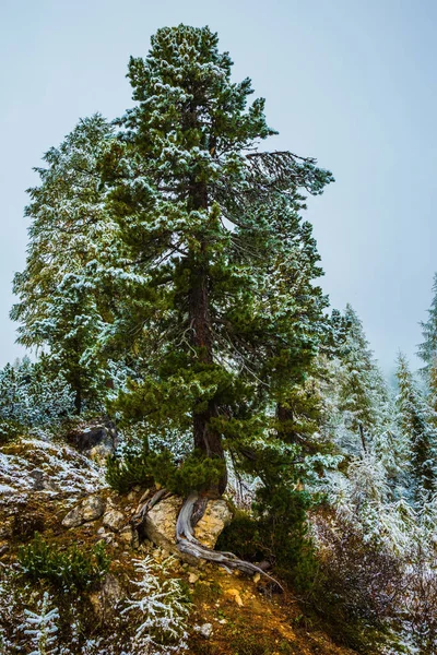 Dolomites Ilk Karla Kaplı Göknar Ormanı — Stok fotoğraf