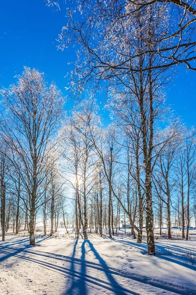 Lapland Parlak Kış Soğuk Günde — Stok fotoğraf