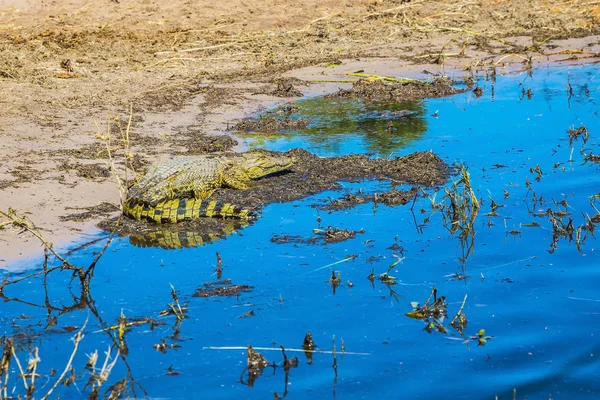 Odpoczynek Płytkiej Wodzie Krokodyla Botswana Chobe Narodowy Park Rzeki Zambezi — Zdjęcie stockowe