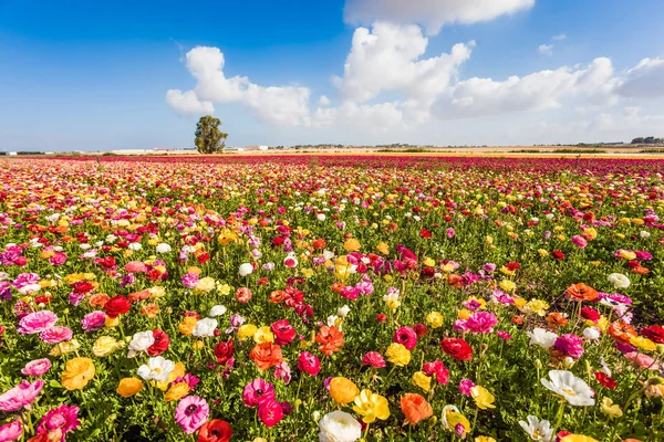 Våren Blomning Kibbutz Fält Blommande Trädgård Smörblommor Ranunculus Cumulusmoln Flyga — Stockfoto