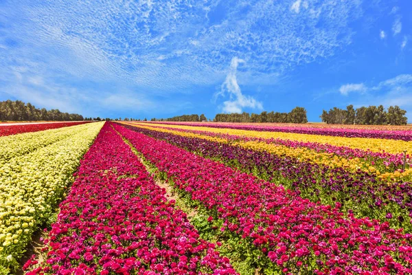 春開花 開花庭キンポウゲ のキブツ フィールド ラナンキュラス 緑豊かな積雲の雲フィールド上空を飛行します 生態学的 農村観光の概念 — ストック写真