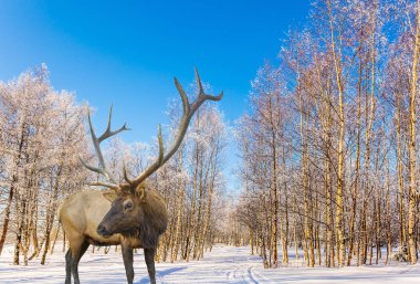 Karla kaplı kavak Grove Kayak yolda muhteşem Ren geyiği. Noel Baba bir yolculuk. Karla kaplı orman parlak soğuk kış günü. Aktif ve ekolojik turizm kavramı