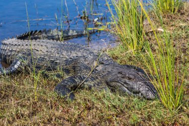 Timsah. Botswana'da Chobe Ulusal Park. Okavango Deltası'nda egzotik ve aşırı Turizm kavramı