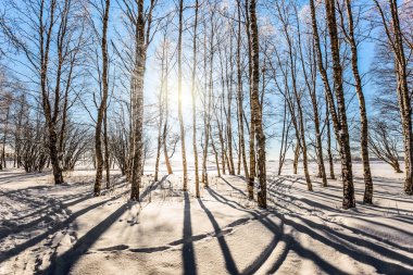 Grove woodlands Arctic huş ağacı. Soğuk kuzey ufukta güneştir. Noel. Aşırı Turizm kavramı