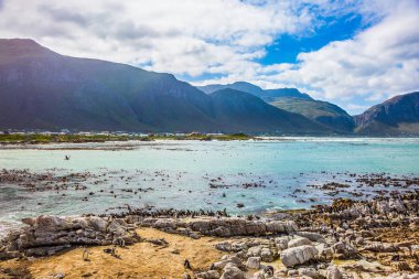 Kayalar penguen kolonisi Masa Dağı Milli Park, Güney Afrika için. Afrika siyah-beyaz penguenler. Atlantik Okyanusu'nun sahilde büyük kayalar. Ekoturizm kavramının