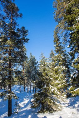 Noel Arctic. Noel Baba bir yolculuk. Karla kaplı iğne yapraklı orman parlak soğuk kış günü. Aktif ve ekolojik turizm kavramı