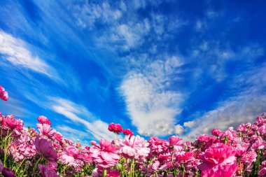 Mayıs ayında bulutlu ve rüzgarlı gün. Sevimli pembe bahçe Düğünçiçekleri bloom bir çiftlik alanı. Cirrus bulutlar mavi gökyüzünde uçmak. Ekolojik turizm kavramı