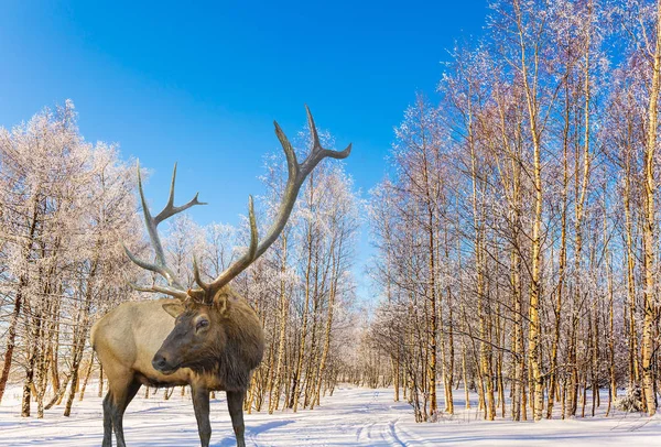 Karla kaplı kavak Grove Kayak yolda muhteşem Ren geyiği. Noel Baba bir yolculuk. Karla kaplı orman parlak soğuk kış günü. Aktif ve ekolojik turizm kavramı