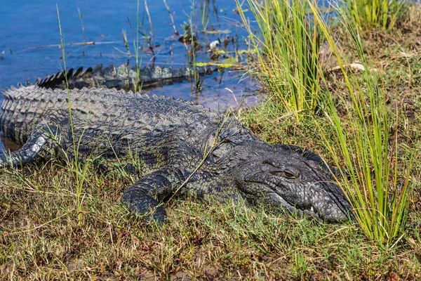 Krokodýl Národní Park Chobe Botswaně Koncept Exotických Extrémní Turistiky Okavango — Stock fotografie