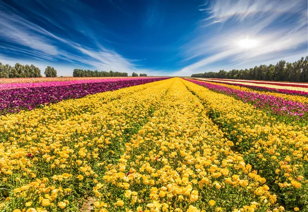 Zirruswolken Fliegen Den Blauen Himmel Das Riesige Feld Der Frühling — Stockfoto