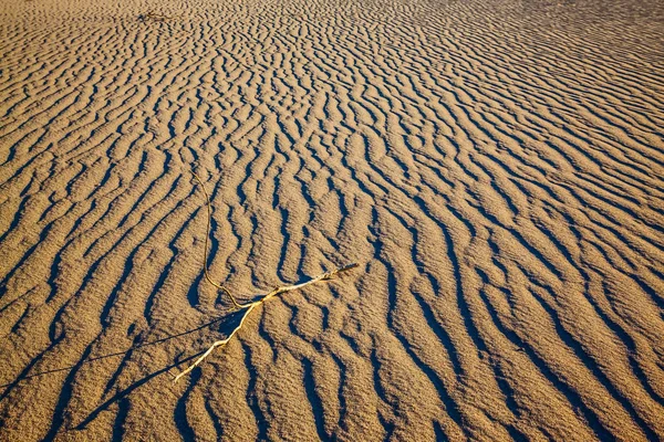 Mesquite Επίπεδη Αμμόλοφους Φωτεινό Ηλιόλουστο Πρωί Ένα Γραφικό Μέρος Της — Φωτογραφία Αρχείου