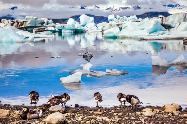 Flock Van Ganzen Grazen Lagune Sunrise Verlicht Gletsjer Vatnajokull Water — Stockfoto