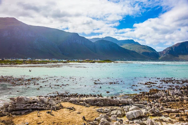 Kayalar penguen kolonisi Masa Dağı Milli Park, Güney Afrika için. Afrika siyah-beyaz penguenler. Atlantik Okyanusu'nun sahilde büyük kayalar. Ekoturizm kavramının