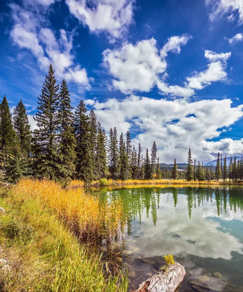 Lac Rond Peu Profond Est Entouré Sapins Feuilles Persistantes Buisson — Photo